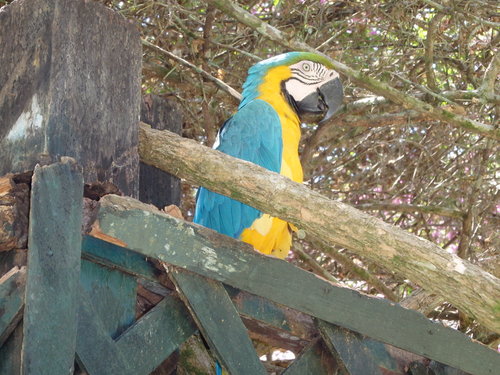 Corto Maltes, Amazonia.